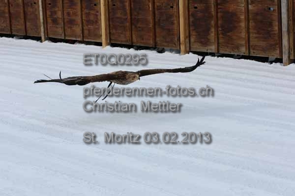 ET0Q0295 prot